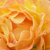 Pomarańczowy - Róże okrywowe - Bessy